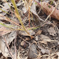 Pterostylis squamata