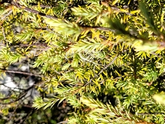 Leptecophylla juniperina