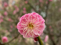 Prunus mume