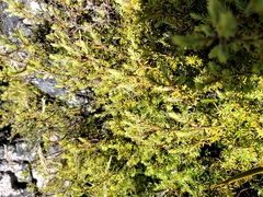 Leptecophylla juniperina