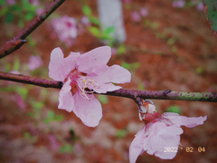 Prunus persica