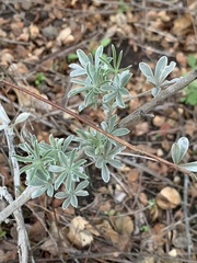 Lupinus albifrons