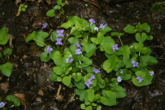 Viola cucullata
