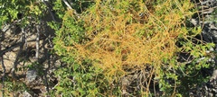 Cuscuta denticulata