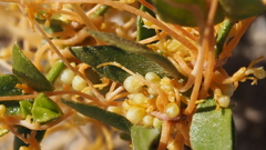 Cuscuta denticulata