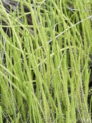 Lycopodiella