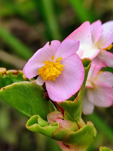 Begonia cucullata
