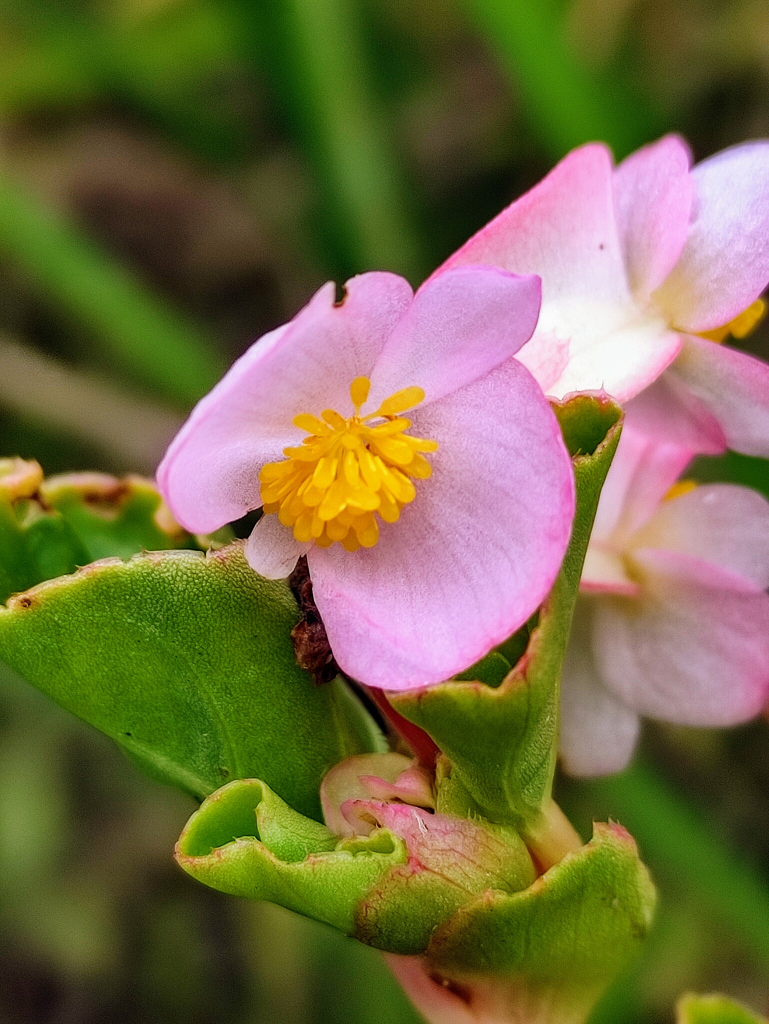 Begonia cucullata