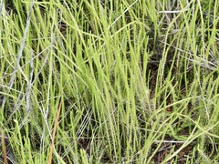Lycopodiella