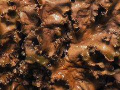 Peltigerales
