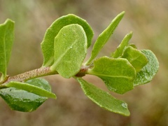 Baccharis pilularis pilularis