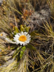 Celmisia spectabilis