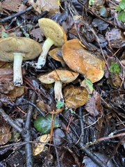 Suillus pungens