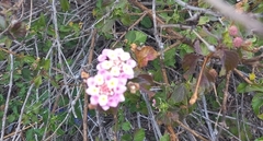 Lantana montevidensis