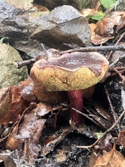 Xerocomellus atropurpureus