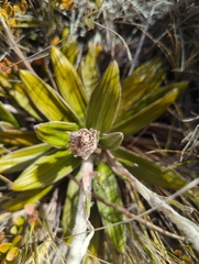 Celmisia spectabilis