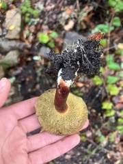 Xerocomellus atropurpureus