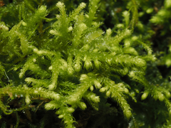 Claopodium