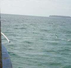 Tylosurus crocodilus