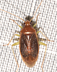 Neolygus hirticulus