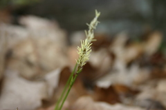 Carex pensylvanica