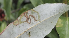 Phyllocnistis magnoliella