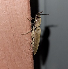 Orthostethus infuscatus