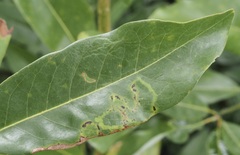 Phyllocnistis magnoliella