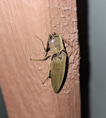 Orthostethus infuscatus