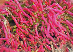 Salicornia