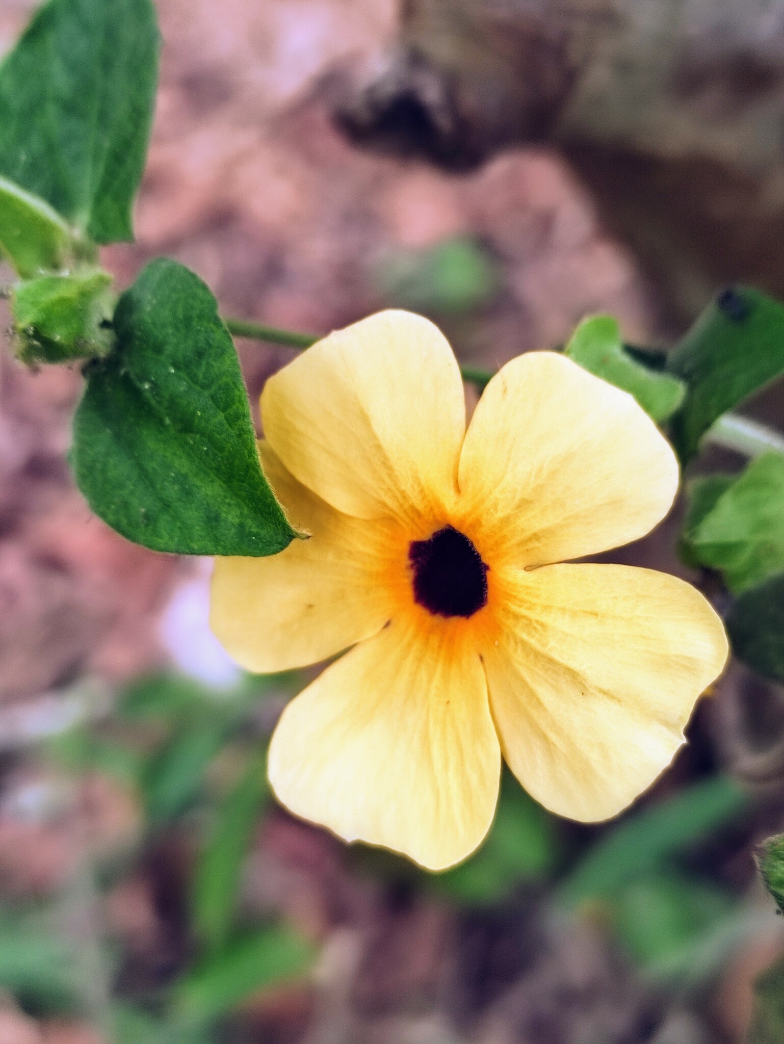 Thunbergia alata