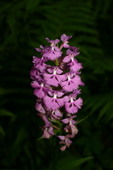 Platanthera grandiflora