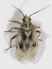 Lygus shulli