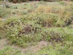 Baccharis pilularis pilularis