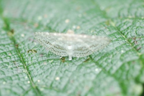 Thyrididae
