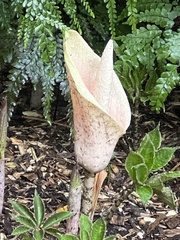 Amorphophallus bulbifer