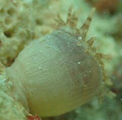 Metridioidea
