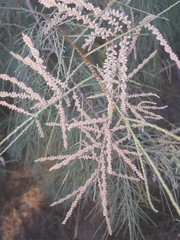 Tamarix aphylla