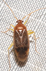 Neolygus hirticulus