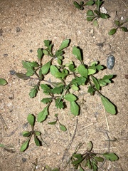 Sphaeromorphaea