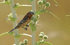 Sporophila cinnamomea