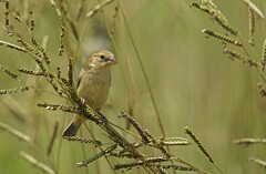 Sporophila cinnamomea