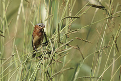 Sporophila cinnamomea