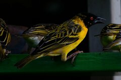 Ploceus cucullatus nigriceps