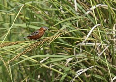 Sporophila cinnamomea