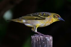 Ploceus cucullatus nigriceps