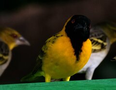 Ploceus cucullatus nigriceps
