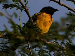 Ploceus cucullatus nigriceps