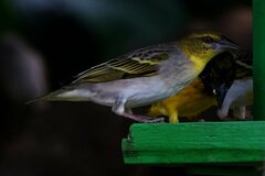 Ploceus cucullatus nigriceps