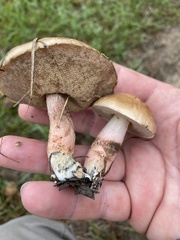 Leccinum roseoscabrum